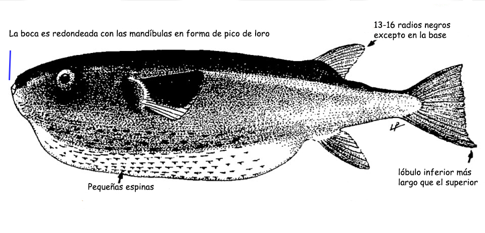 Lagocephalus lagocephalus_001.jpg